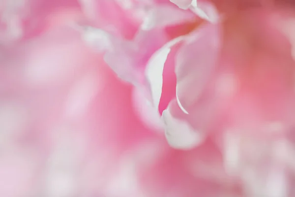 Bunga Peony Merah Muda Mekar Citra Makro Kedalaman Bidang Yang — Stok Foto