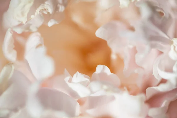 Flor Peônia Branca Florescente Imagem Macro Profundidade Campo Rasa Lindas — Fotografia de Stock