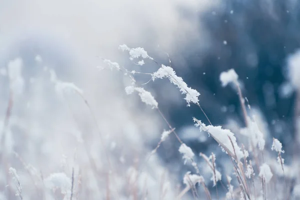 Sněhem Pokryté Rostliny Zimním Lese Během Sněžení Makro Obraz Mělká — Stock fotografie