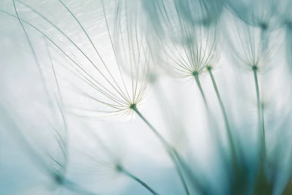 Big White Dandelion Forest Sunset Macro Image Shallow Depth Field Stock Picture