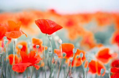 Tarlada kırmızı gelincik çiçekleri. Seçici odaklanma. Soyut çiçek arkaplanı