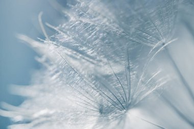 Gün batımında ormanda beyaz karahindiba. Makro görüntü, yüzeysel alan derinliği. Soyut yaz doğa arka planı