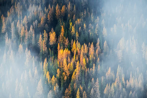 Morning Fog Autumn Mountains Sunrise Yellow Green Pines Forest Clouds — Stock Photo, Image