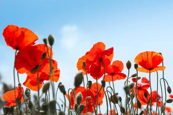 Червоні Макові Квіти Проти Блакитного Неба Вибірковий Фокус Прекрасний Літній — стокове фото