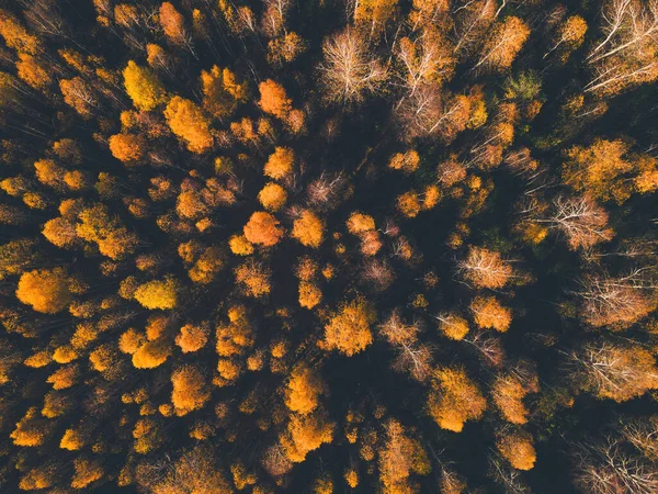 Жовті Осінні Дерева Лісі Заході Сонця Повітряний Вид Зверху Вниз — стокове фото