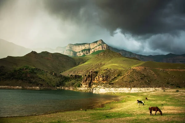 Konie Pasą Się Brzegu Górskiego Jeziora Deszczowy Wieczór Letni Krajobraz — Zdjęcie stockowe