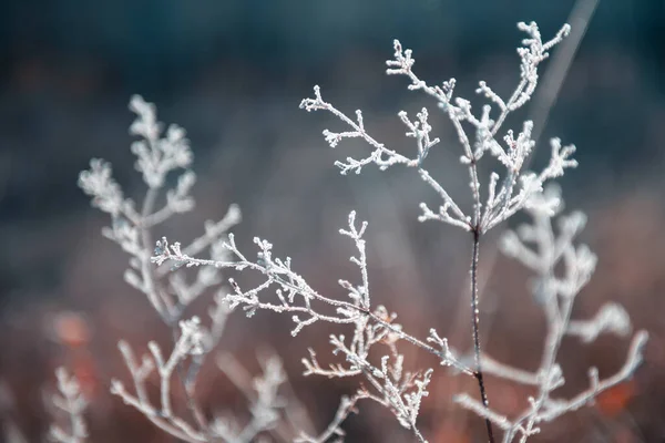 Frost Covered Plants Autumn Forest Macro Image Shallow Depth Field — Stock Photo, Image