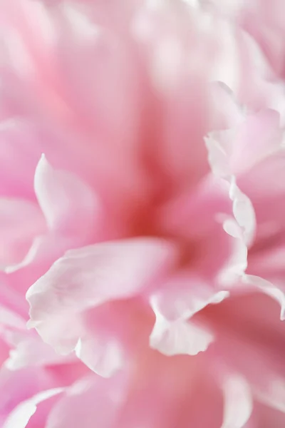 Blooming Pink Peony Flower Macro Image Shallow Depth Field Beautiful — Stock Photo, Image
