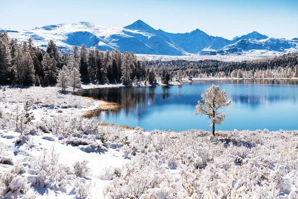 Lago Kidelu Nas Montanhas Altai Sibéria Rússia Primeira Neve Floresta Imagens Royalty-Free