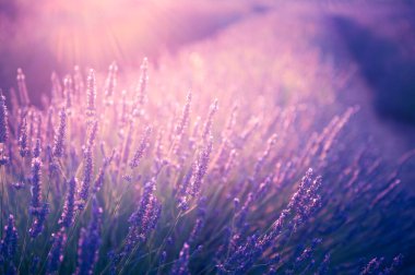 Fransa 'nın Provence şehrinde günbatımında açan lavanta çiçekleri. Makro görüntü. Lavanta çiçekleri soyut arkaplan