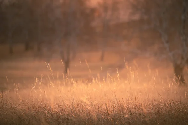 Jesienna Trawa Lesie Zachodzie Słońca Wybiórcze Skupienie Piękny Jesienny Krajobraz — Zdjęcie stockowe