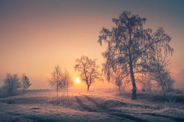 Fagyos Fákkal Téli Erdőben Ködös Napfelkeltekor Gyönyörű Téli Táj — Stock Fotó