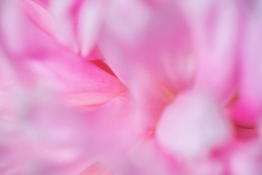 Çiçek açan pembe şakayık çiçeği. Makro görüntü, yüzeysel alan derinliği. Güzel çiçek şakayıkları arka planı