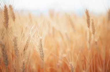 Ripe ears of wheat close up. Selective focus. Field of wheat in Provence, France. Summer nature background.