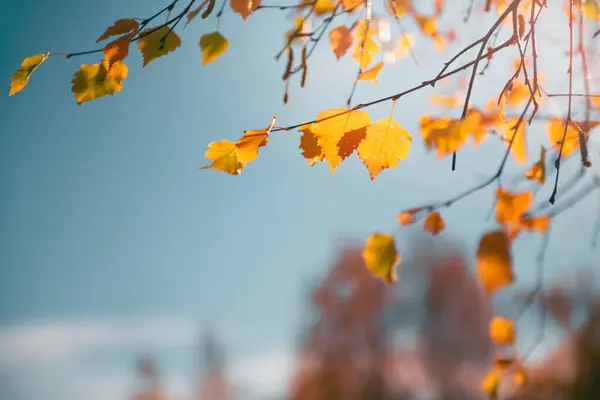 青空に背を向けて秋の森の中の木の上に黄色の葉 選択的フォーカス 美しい秋の背景 — ストック写真
