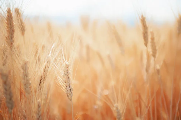 Ripe Ears Wheat Close Selective Focus Field Wheat Provence France Telifsiz Stok Imajlar