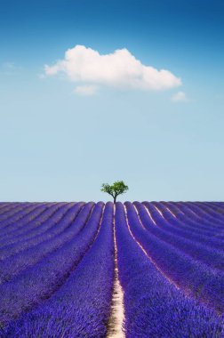 Valensole, Provence, Fransa 'da çiçek açan lavanta tarlaları ve gökyüzü bulutlarla kaplı. Güzel yaz manzarası. 