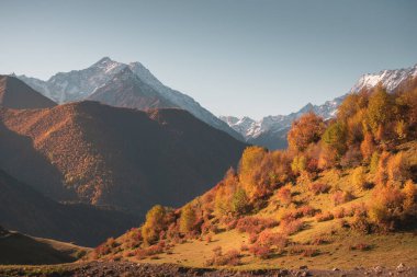 Gündoğumunda sarı ağaçlı sonbahar dağları. Ingushetia, Kuzey Kafkasya, Rusya. Güzel sonbahar manzarası