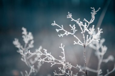 Frost-covered plants in winter forest. Macro image, shallow depth of field. Winter nature background