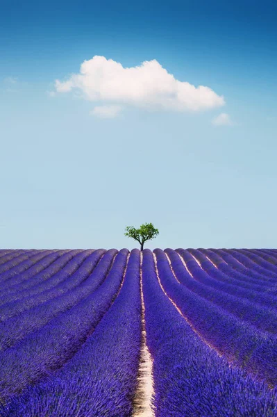 Florecientes Campos Lavanda Cielo Con Nubes Valensole Provenza Francia Hermoso —  Fotos de Stock