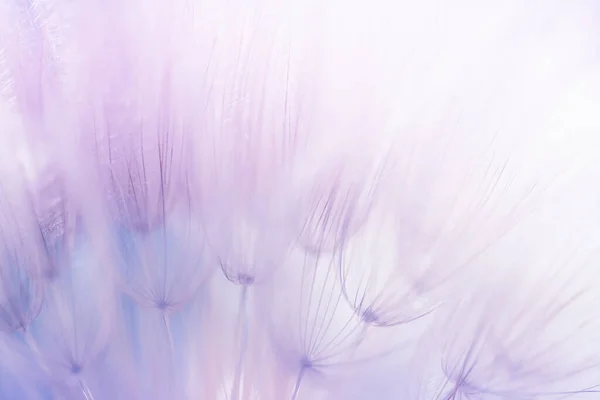 White Dandelion Forest Sunset Macro Image Shallow Depth Field Abstract — Stock Photo, Image