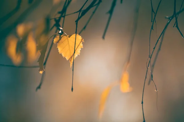 秋の森の中の木に黄色の葉 選択的フォーカス 美しい秋の背景 — ストック写真