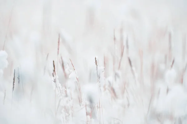 Met Sneeuw Bedekte Planten Het Winterbos Tijdens Sneeuwval Macro Beeld — Stockfoto