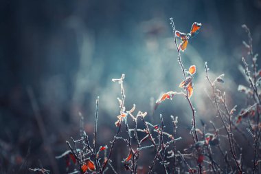 Sonbahar ormanında yaprakları sarı olan buzla kaplı ağaçlar. Makro görüntü, yüzeysel alan derinliği. Kış doğası