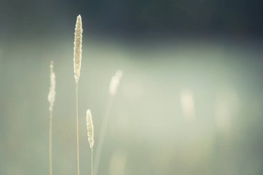 Gün batımında ormanda kuru çimenler. Makro görüntü, yüzeysel alan derinliği. Soyut sonbahar doğa arkaplanı