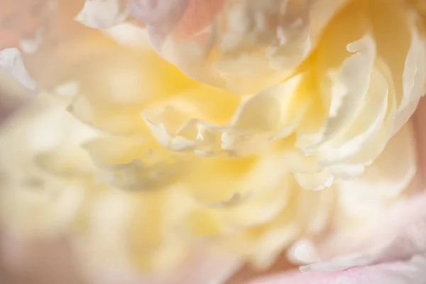 Blooming white peony flower. Macro image, shallow depth of field. Abstract flower background