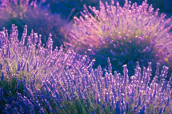 法国普罗旺斯的落日落花开满了薰衣草 选择性聚焦薰衣草花的抽象背景 — 图库照片