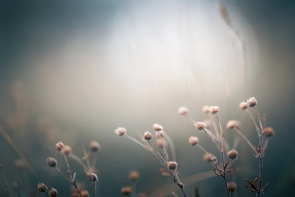 Trockenes Gras Herbstwald Bei Sonnenuntergang Makroaufnahme Geringe Schärfentiefe Abstrakter Hintergrund Stockfoto