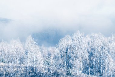 Kış dağlarında, sisli gündoğumunda buzla kaplı ağaçlar. Güzel kış manzarası.