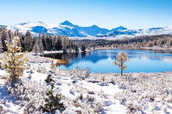 Lago Kidelu Nas Montanhas Altai Sibéria Rússia Primeira Neve Floresta Fotografias De Stock Royalty-Free