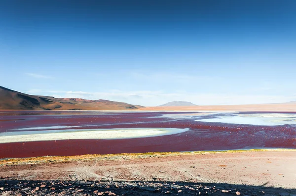 Высотное Озеро Лагуна Колорада Розовой Водой Альтиплано Боливия Розовые Фламинго — стоковое фото