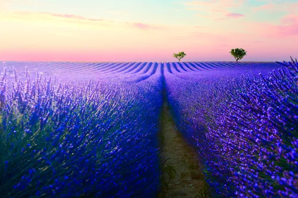 Цветущие Лавандовые Поля Закате Валенсоле Прованс Франция Прекрасный Летний Пейзаж — стоковое фото