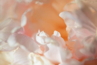 Çiçek açan pembe şakayık çiçeği. Makro görüntü. Güzel çiçek şakayıkları arka planı