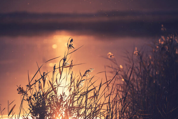 Reeds on the shore of the lake at sunset. Beautiful autumn landscape. Abstract nature background.