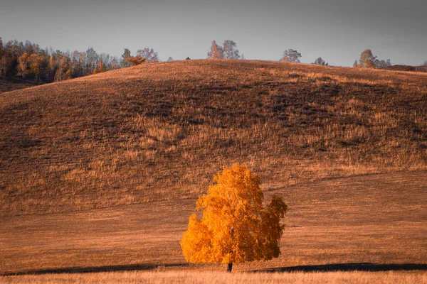 日没時に山に黄色い葉が付いている秋の木 美しい秋の風景 — ストック写真