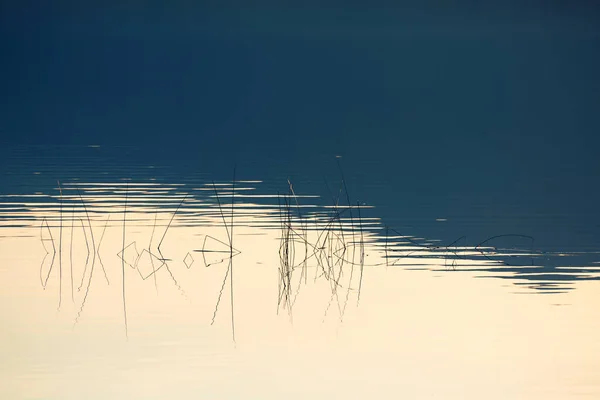 Reeds Shore Lake Sunset Plants Reflected Calm Water Surface Abstract — Stock Photo, Image