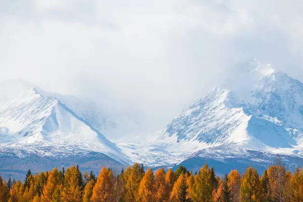 Montañas Cubiertas Nieve Árboles Amarillos Otoño Estepa Kurai Las Montañas — Foto de Stock