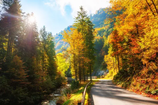 Güneşli bir günde, sarı sonbahar ormanında yol. Alp dağları, Avusturya. Güzel sonbahar manzarası