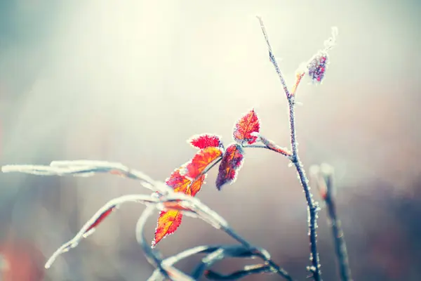 Замороженные Деревья Красными Листьями Осеннем Лесу Макроизображение Мелкая Глубина Резкости — стоковое фото