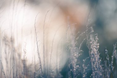 Gün batımında ormanda kuru sonbahar otları. Makro görüntü, yüzeysel alan derinliği. Soyut sonbahar doğa arkaplanı