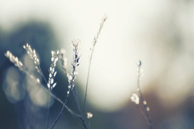Dry autumn grass in a forest at sunset. Macro image, shallow depth of field. Beautiful autumn nature background