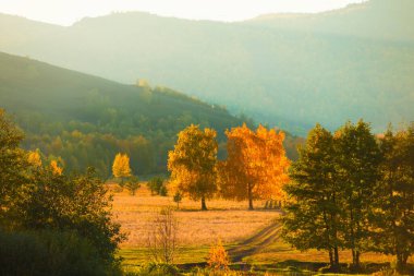 Sarı sonbahar ormanı gün batımında dağlarda. Düşen yapraklar. Akşam güneşinde sarı ağaçlar. Güzel sonbahar manzarası