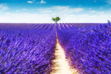 Valensole, Provence, Fransa 'daki ağaçlı lavanta tarlası. Güzel yaz manzarası. Meşhur seyahat yeri