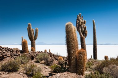 İncahuasi adasındaki büyük yeşil kaktüsler, Salar de Uyuni tuz düzlüğü, Altiplano, Bolivya. Güney Amerika 'nın manzaraları