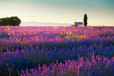 Valensole, Provence, Fransa 'da günbatımında açan lavanta tarlaları. Lavanta tarlasında selvi ağacı olan küçük bir ev. Güzel yaz manzarası.