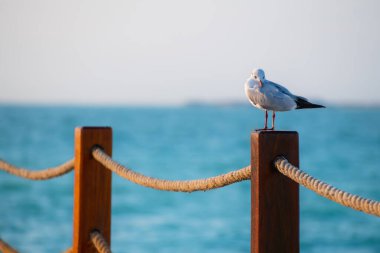 Gün batımında plajdaki ahşap çitte oturan martı. Yaz seyahati ve tatil geçmişi